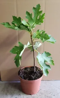 Figuier 'Afghanistanica' (Ficus johannis) — jeune arbuste à larges feuilles lobées en pot · Pot 2.5L