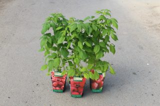 Pot 2L hauteur moyenne 20/40 cm (hors pot)