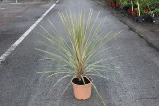 Cordyline 'Torbay dazzler' (Cordyline indivisa) — jeune plante graphique en pot sur bitume · Pot 5L