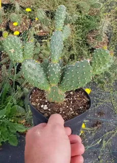 Figuier de barbarie 'Freiberg' (Opuntia fragilis) — cactus segmenté vert en pot plastique noir · Pot 2.5L