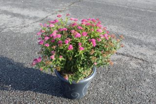 Pot 7.5L