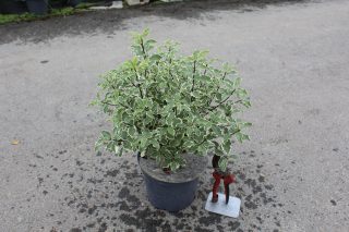 Pot 3L