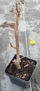 Figuier 'Grise de saint jean' (Ficus carica) — jeune tige ligneuse en pot noir, quelques bourgeons · Pot 1.5L