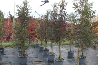 Pot 15L formé en baliveau hauteur variable entre 150-250 cm (hors pot)