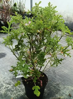 Géranium à feuille de chêne (Pelargonium quercifolium) — plante buissonnante en pot plastique noir en pépinière · Pot 3L