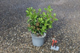 Pot 3L hauteur moyenne 20/30 cm (hors pot)