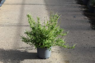 Pot 7.5L hauteur moyenne 40/60 cm (hors pot)