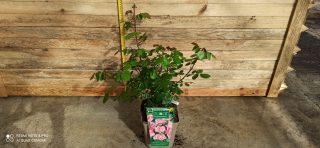 Pot 5L