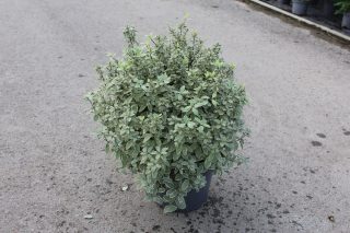 Pot 7.5L