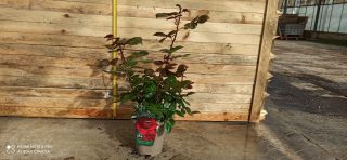 Pot 5L