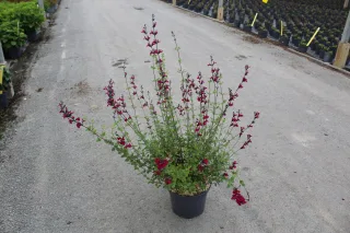 Sauge 'Cherry lips' (Salvia) — plante buissonnante à petites fleurs rouges en pépinière · Pot 7.5L