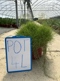 Gazon des mascareignes (Zoysia tenuifolia) — touffe dense de fines feuilles vertes en pot · Pot 4L