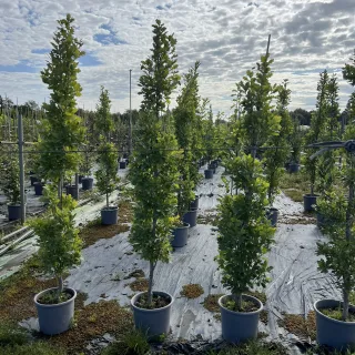 Pot 15L formé en baliveau hauteur variable entre 150-250 cm (hors pot)