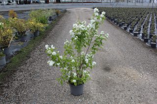 Pot 7.5L hauteur moyenne 80/100 cm (hors pot)