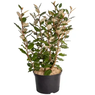 Pot 5L