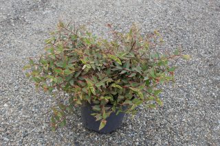 Pot 7.5L