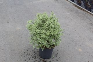 Pot 7.5L