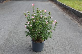 Pot 15L hauteur moyenne 80/100 cm (hors pot)
