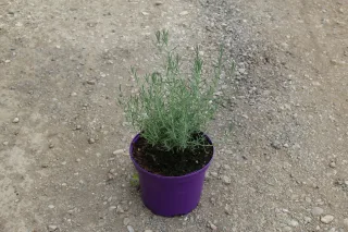 Pot 3L