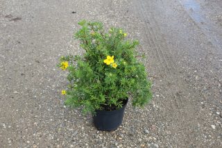 Pot 3L hauteur moyenne 30/40 cm (hors pot)
