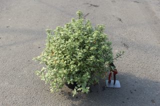 Pot 3L