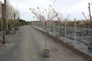 Pot 20L formé en ½ tige sur une tige de 150 à 200 cm, avec une force de 8 à 10 cm, pour une hauteur totale de 250 à 300 cm (hors pot)