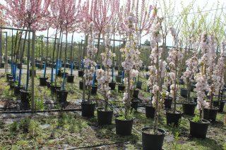 Pot 30L formé en tige de 200 cm, avec une force de 8 à 10 cm, pour une hauteur totale de 200 à 300 cm (hors pot)