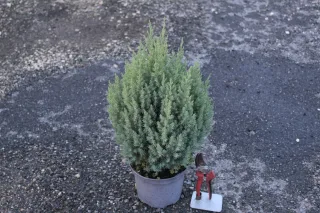 Pot 3L hauteur moyenne 40/50 cm (hors pot)