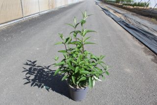 Pot 7.5L hauteur moyenne 60/80 cm (hors pot)