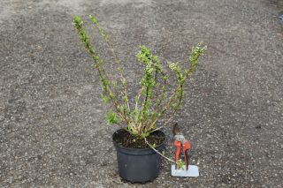 Pot 3L