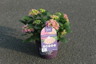 Pot 5L