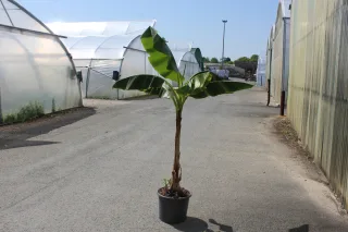 Pot 15L