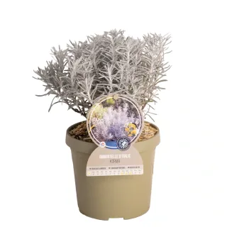 Chrysocephalum 'Korma' (Chrysocephalum apiculatum) — touffe compacte au feuillage argenté en pot beige · Pot 3,5L