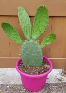 Nopal de cerro 'Blanca cristalina' (Opuntia lasiacantha) — cactus aux cladodes vertes dans pot rose · Pot 5L