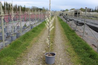 Pot 15L formé en baliveau hauteur variable entre 150-250 cm (hors pot)