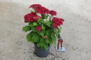 Pot 3L
