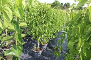 Pot 15L formé en ½ tige sur une tige de 150 à 200 cm, pour une hauteur totale de 250 à 300 cm (hors pot)