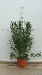 Pot 30L 140/160 cm