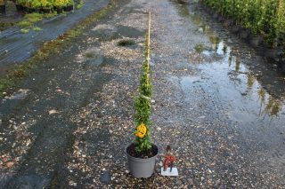 Pot 3L hauteur moyenne 40/60 cm (hors pot)