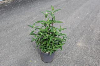Pot 7.5L hauteur moyenne 40/60 cm (hors pot)