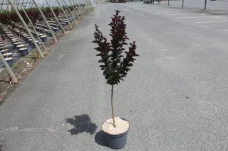 Pot 7.5L MTI