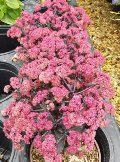Orpin d'automne 'Seduction hot rose dark stems' (Sedum telephium) — grappes serrées de petites fleurs roses en pot · Pot 2.5L Touffe