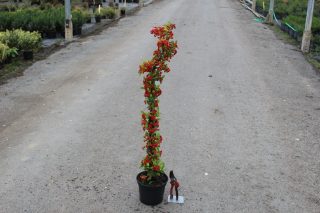 Pot 3L hauteur moyenne 60/80 cm (hors pot)