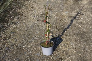 Pot 3L hauteur moyenne 40/60 cm (hors pot)