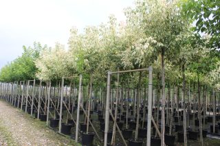 Pot 30L formé en tige de 200 cm, avec une force de 6 à 8 cm, pour une hauteur totale de 300 à 350 cm (hors pot)