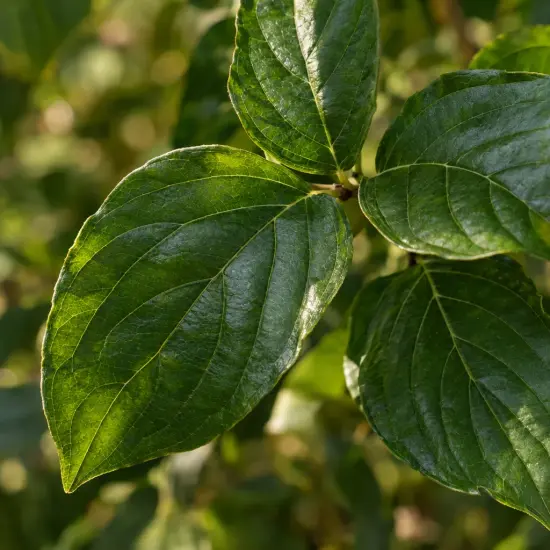 Cornouiller du japon 'Robert's select' (Cornus kousa) — gros plan de feuilles vertes nervurées