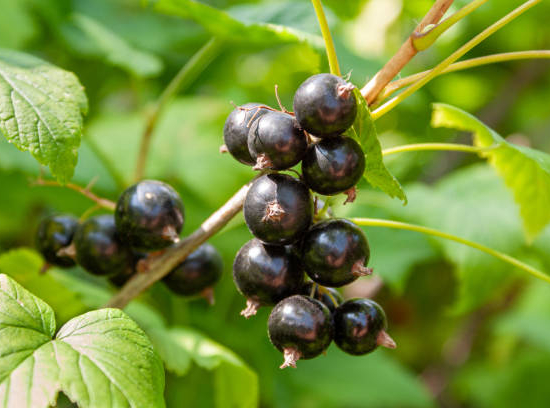Cassissier 'Little black sugar'