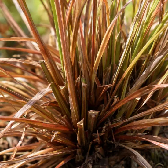 Laîche de buchanan 'Red rooster' (Carex buchananii) — gros plan de touffe de feuilles rubanées brunes · Photo d'illustration