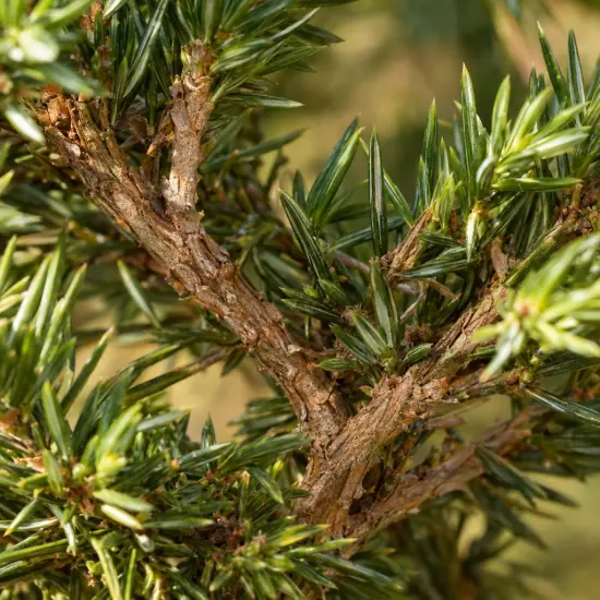 Genévrier 'Schlager' (Juniperus conferta) — gros plan sur rameaux et aiguilles serrées