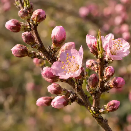 Pêcher 'Golden caesar minpechfor cov' (Prunus persica) — branche portant fleurs et bourgeons roses